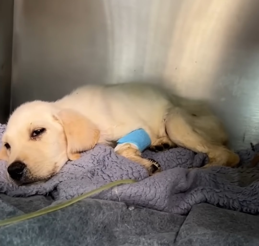 Extra image from article