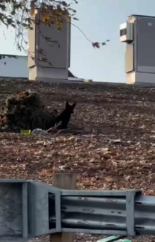 Extra image from article