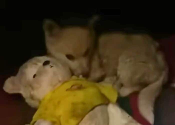 The puppy's newfound happiness was compl...