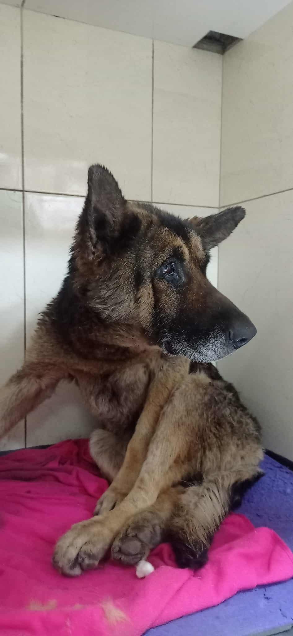 Extra image from article