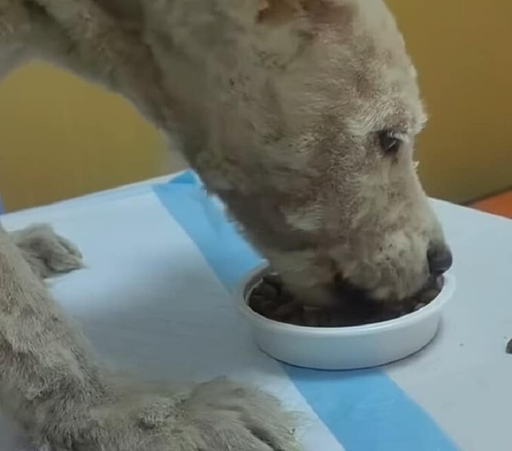 Extra image from article