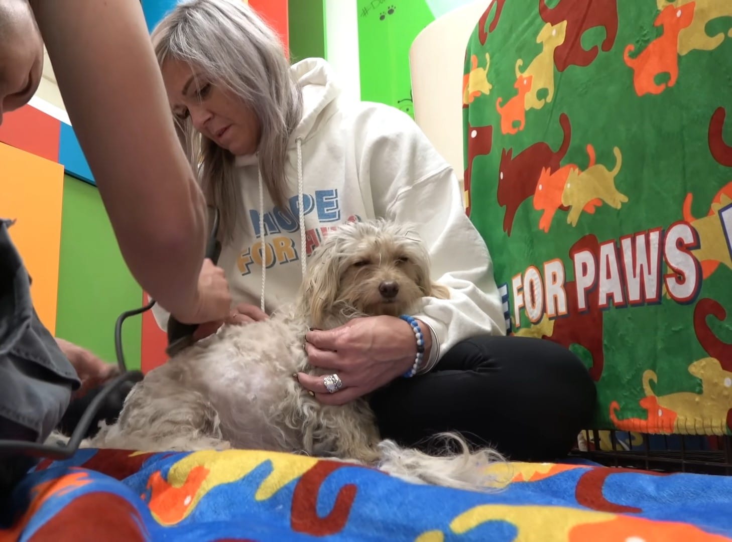 Shelby, though tired, diligently tended ...