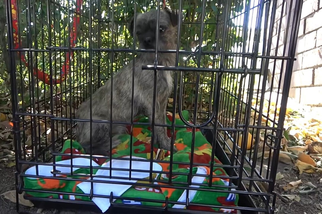 Now, with sparkling eyes full of happine...