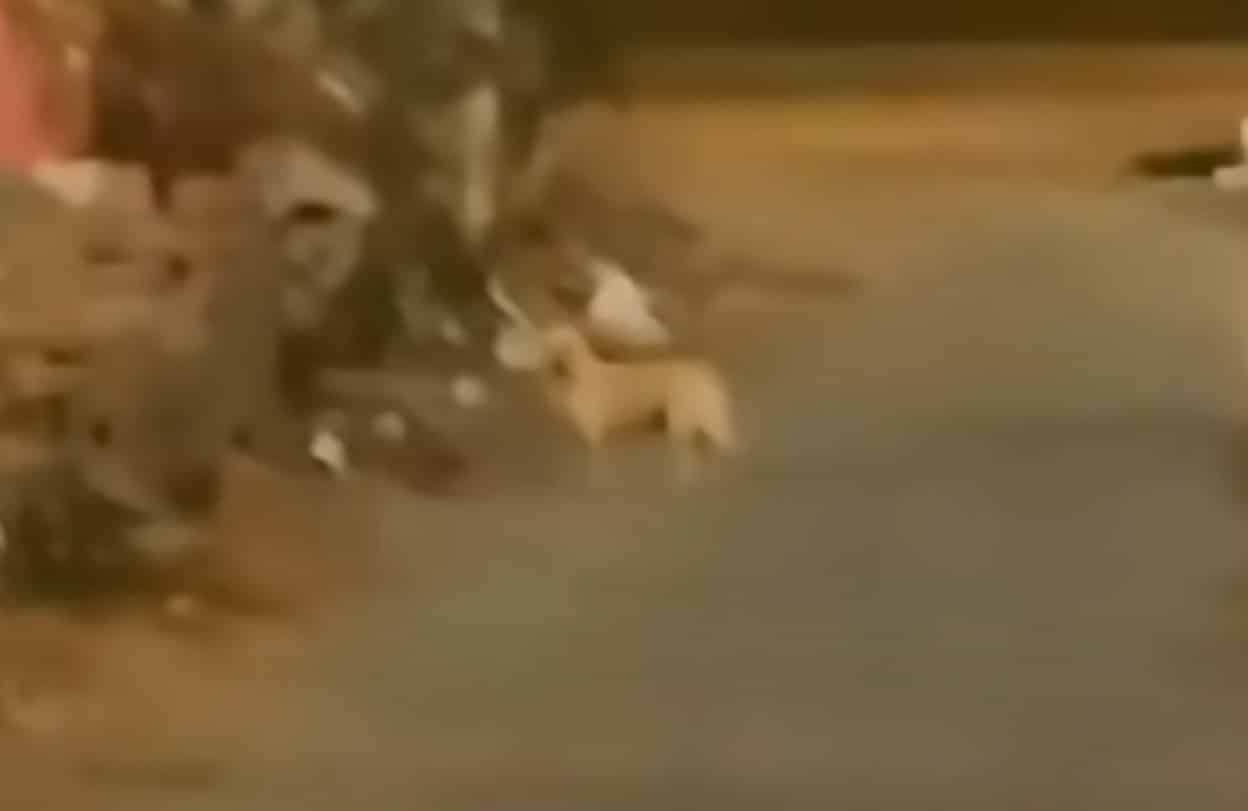 Extra image from article