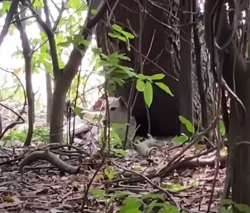 Upon arriving at the shelter, it was cle...