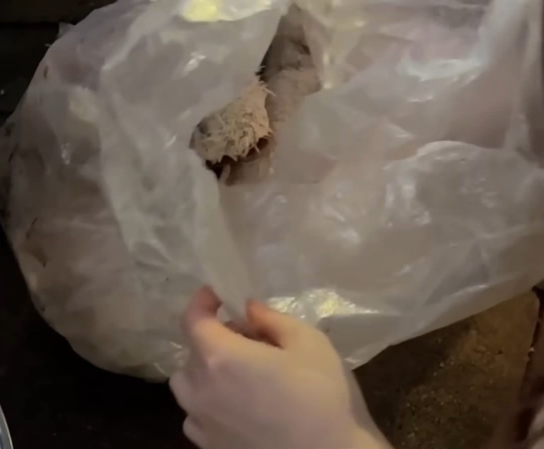 Extra image from article