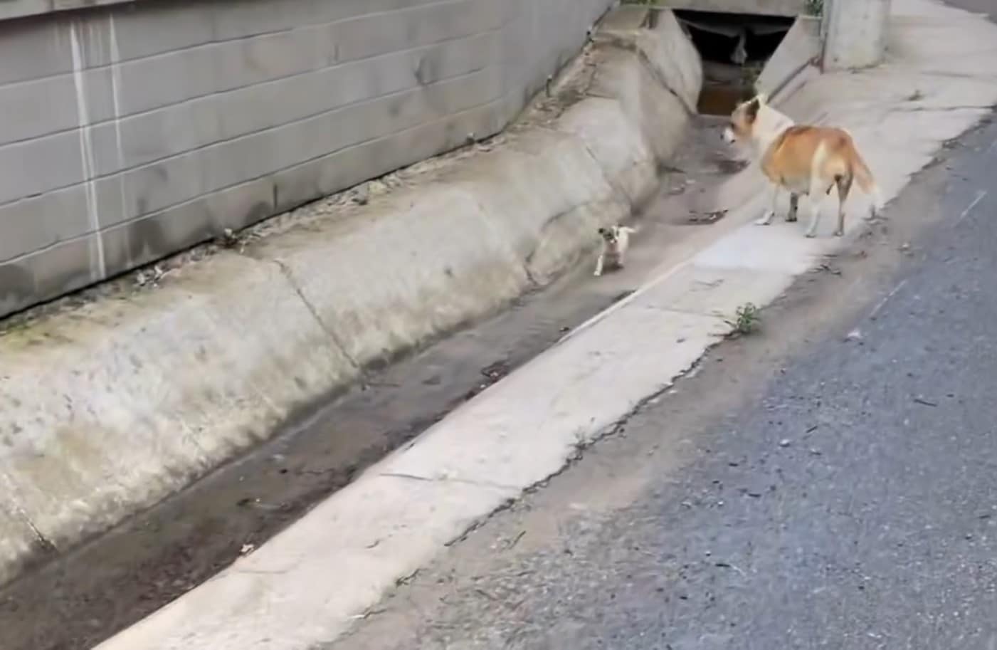 Extra image from article