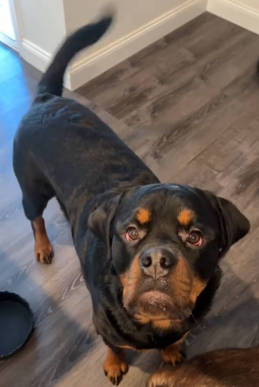 Now, two years later, Gunther is a pictu...