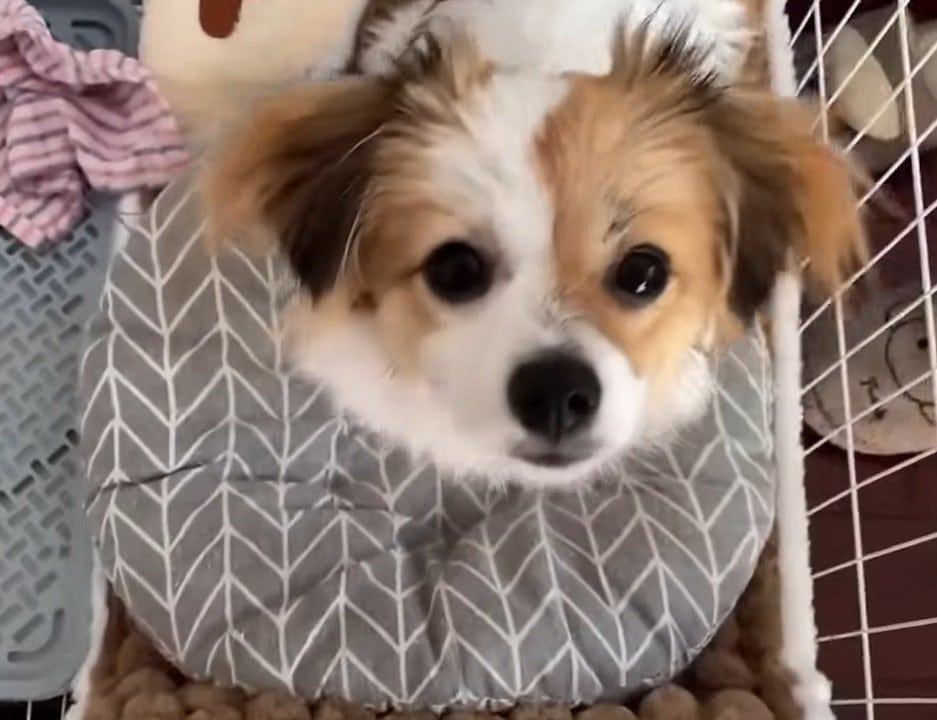 Extra image from article