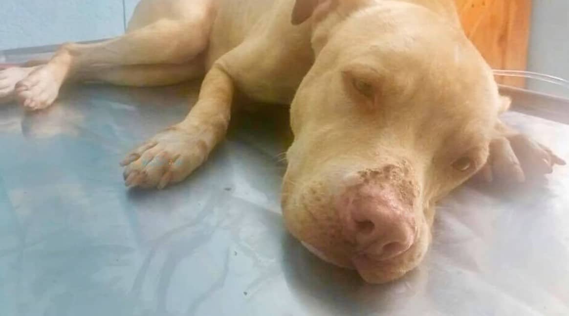 Extra image from article