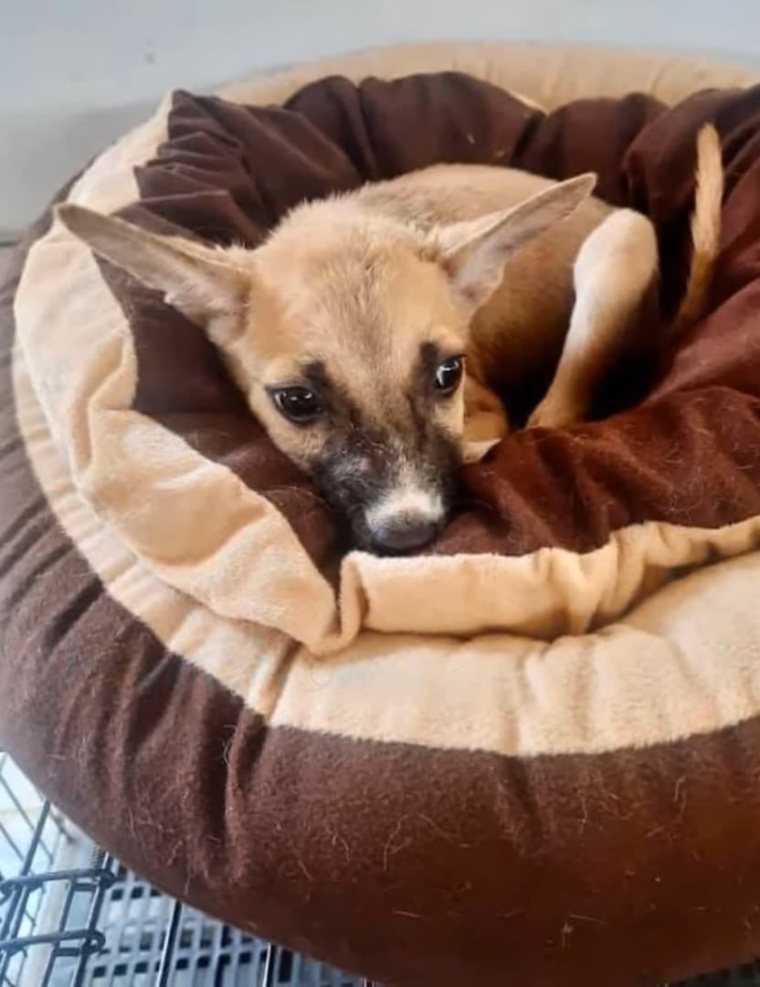 Extra image from article