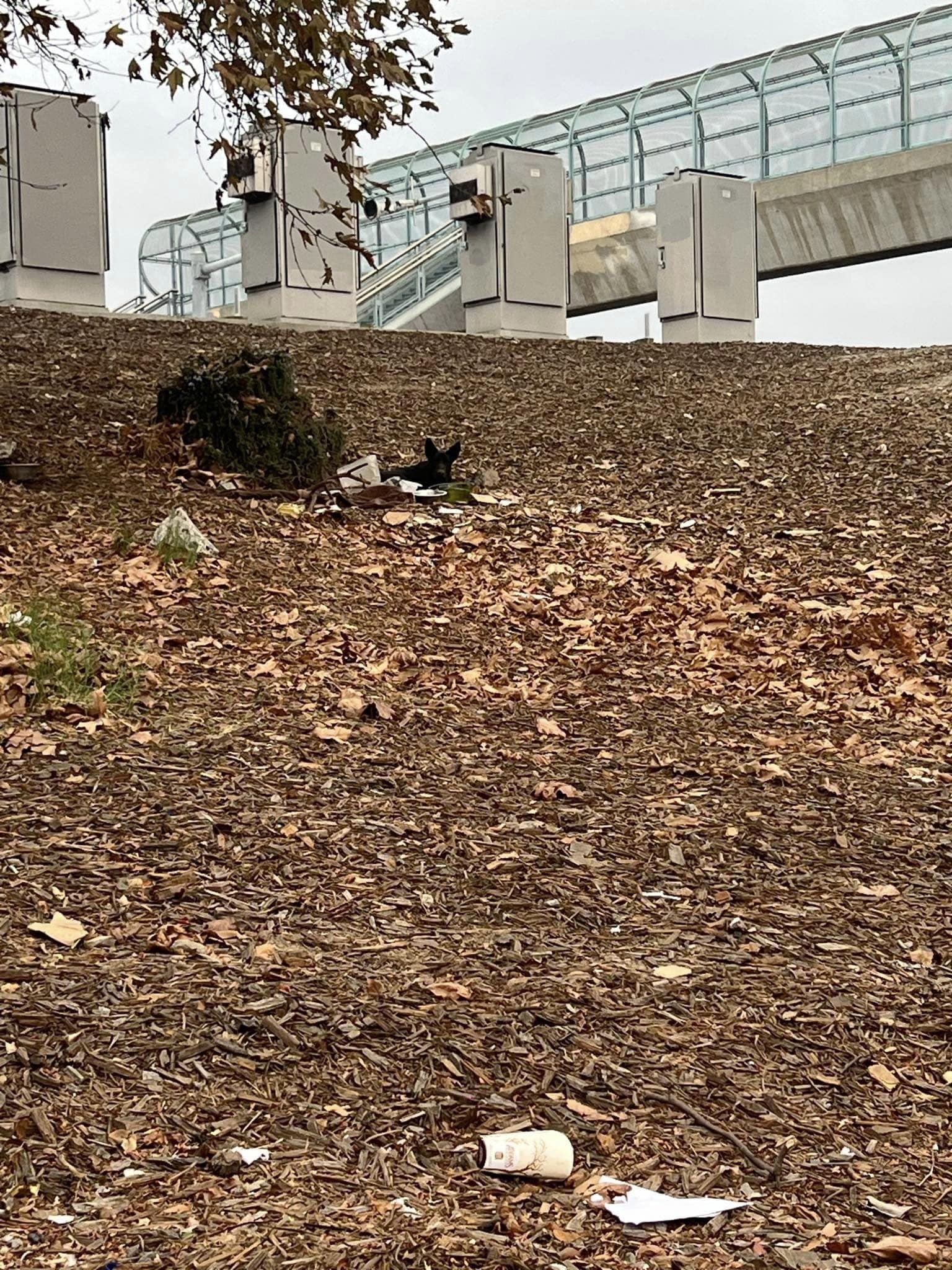 Once at the veterinarian, Miracle receiv...