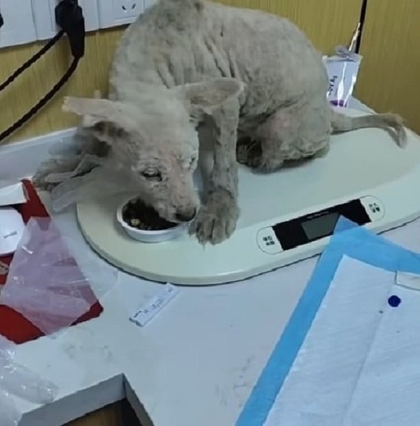 Extra image from article