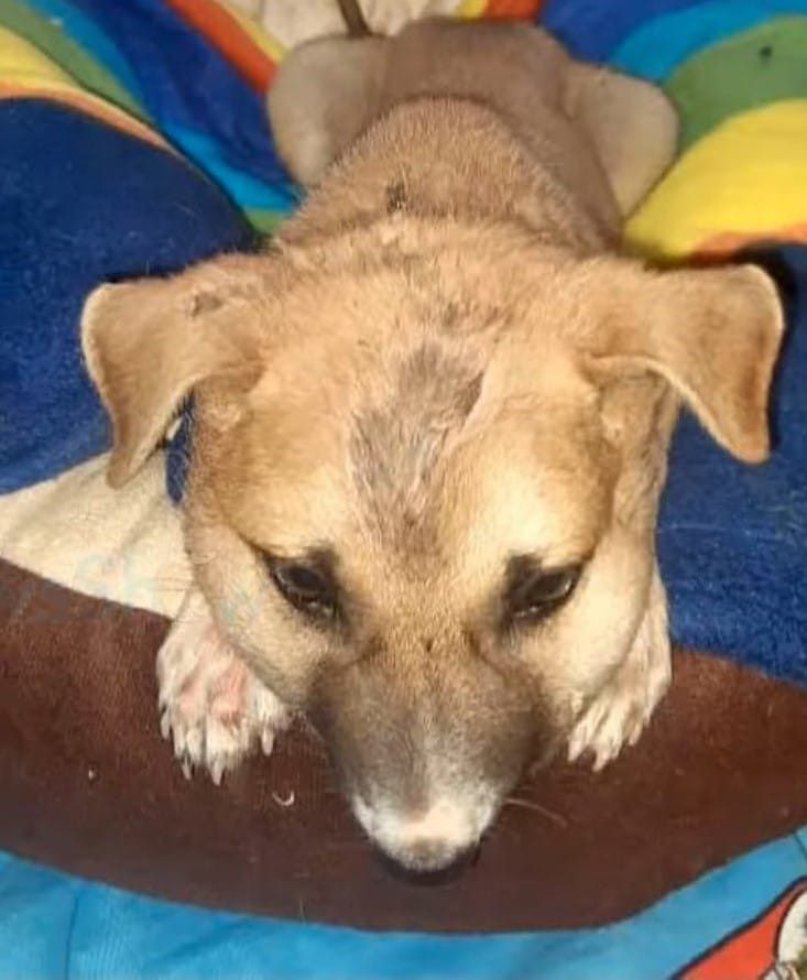 Extra image from article