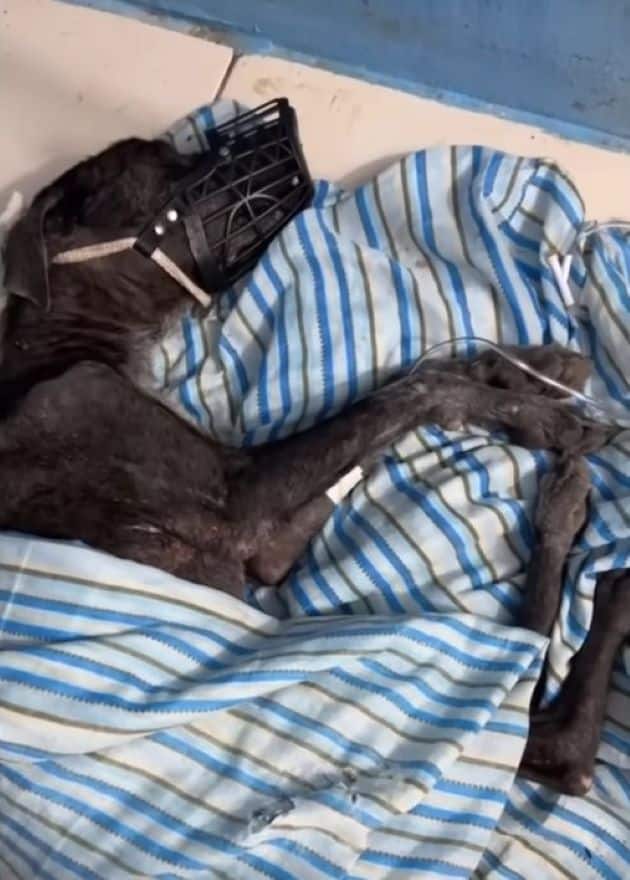 Extra image from article