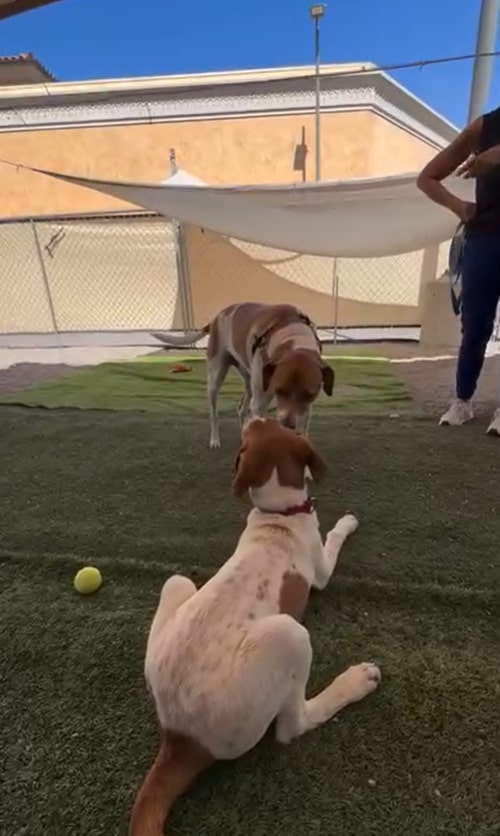 Extra image from article