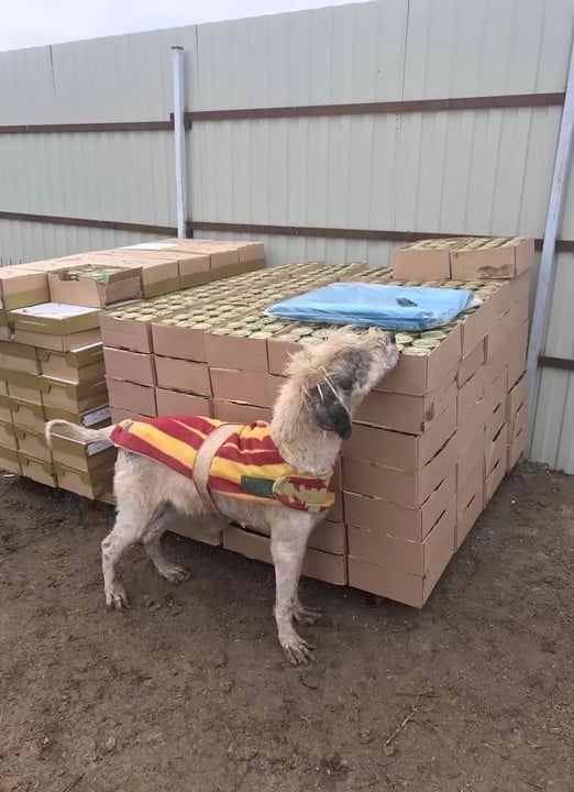 Extra image from article