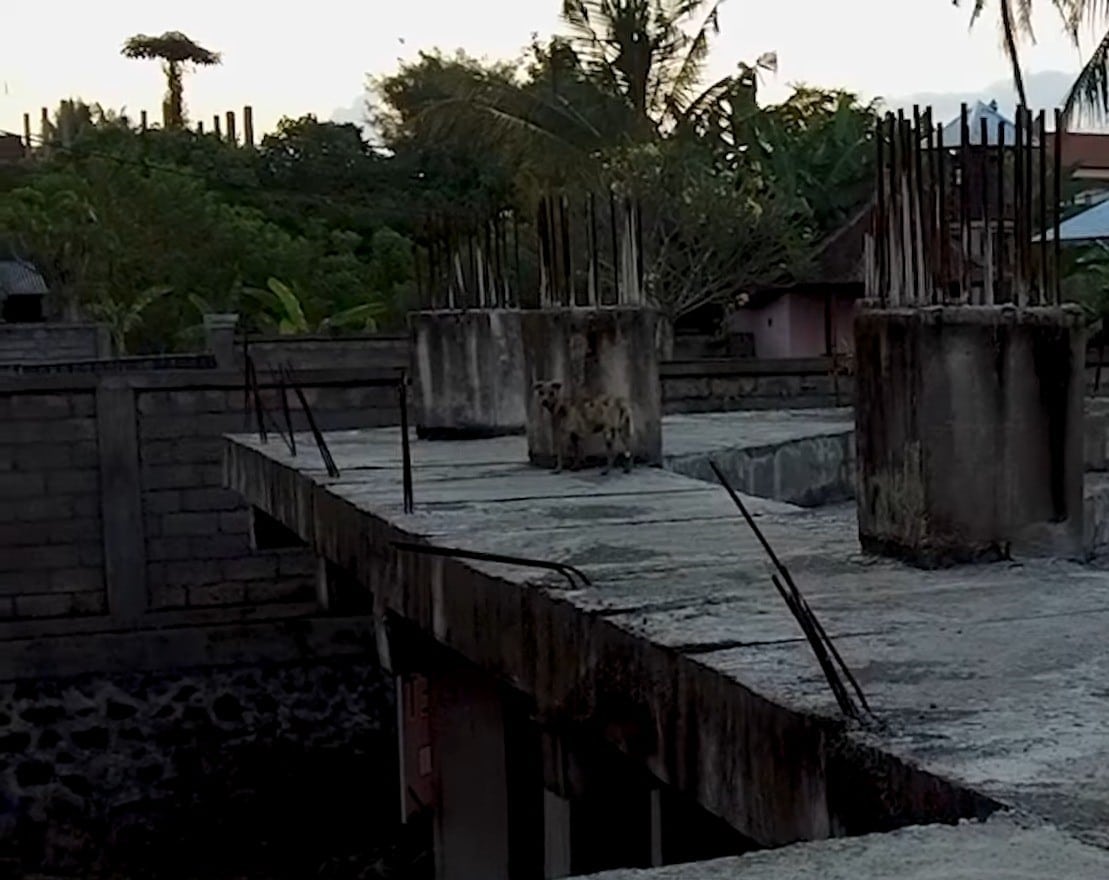 The veterinary team conducted an examina...