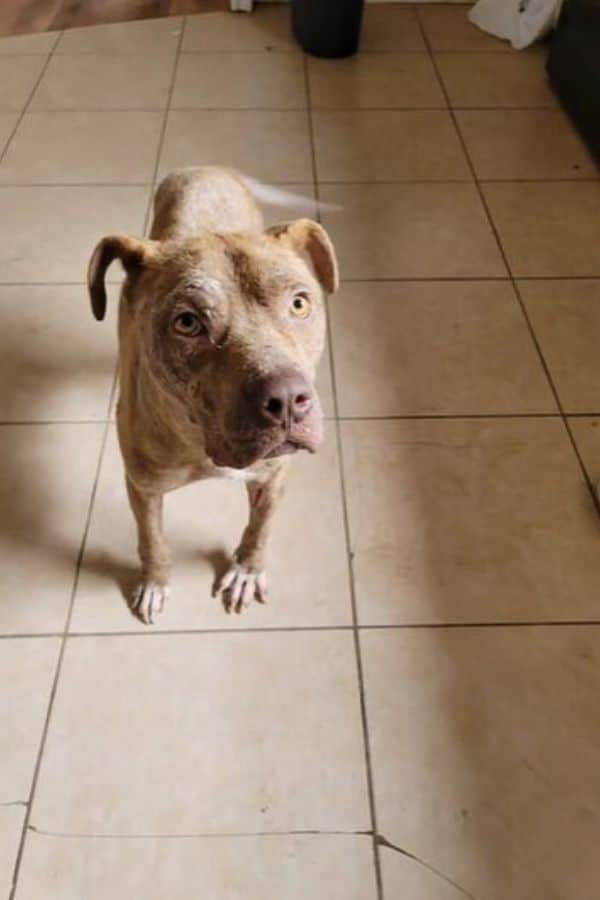 Luckily, Chance began to respond well to...