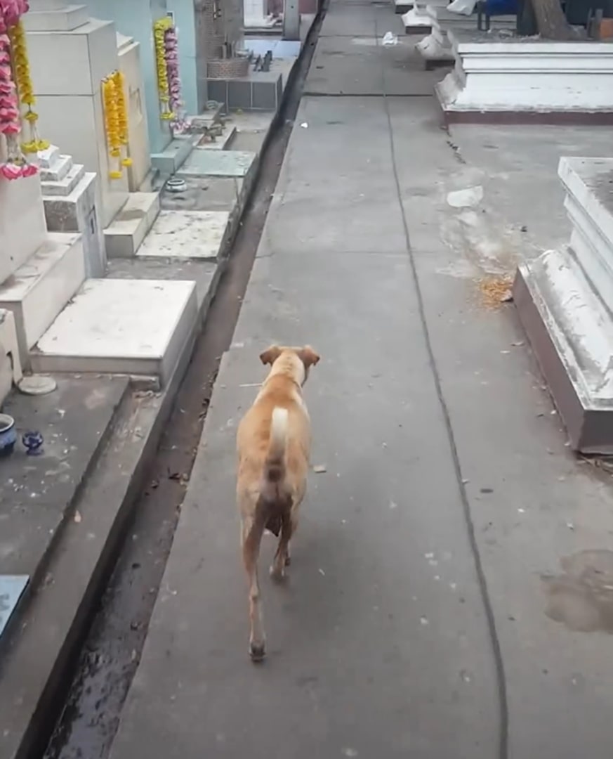 Extra image from article