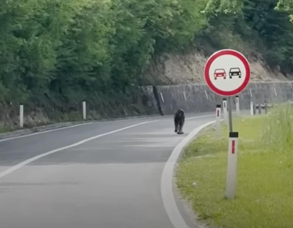 Extra image from article