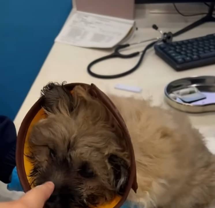 Continuing their devotion, the kind resc...