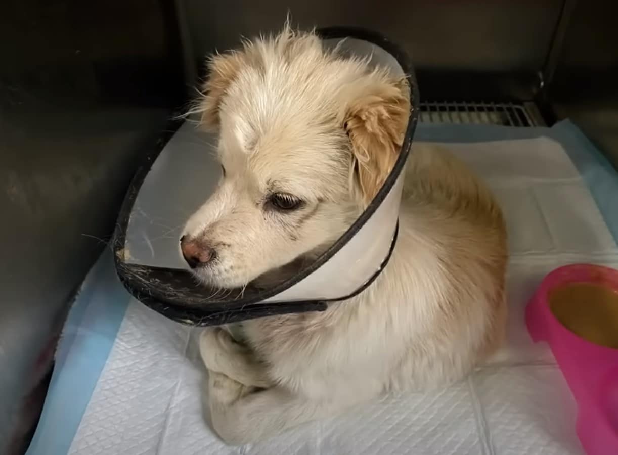 Extra image from article