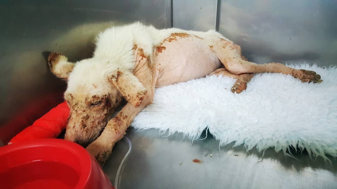 Now settled in a foster-based rescue, Ki...