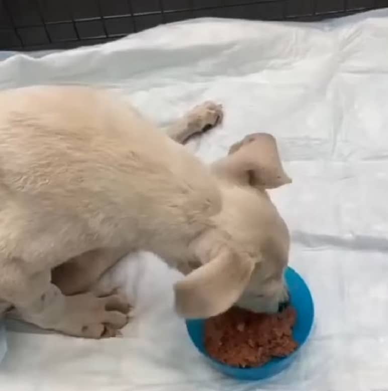 Extra image from article