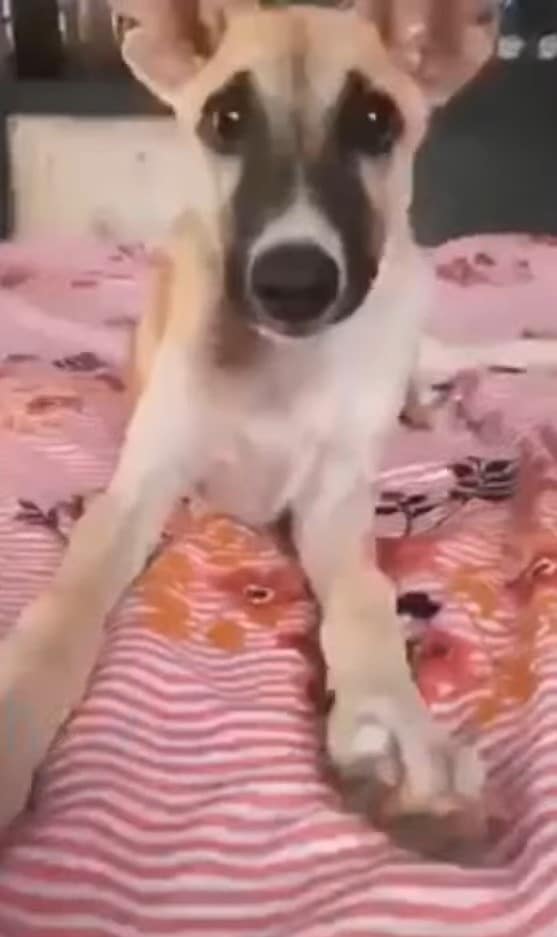 Extra image from article