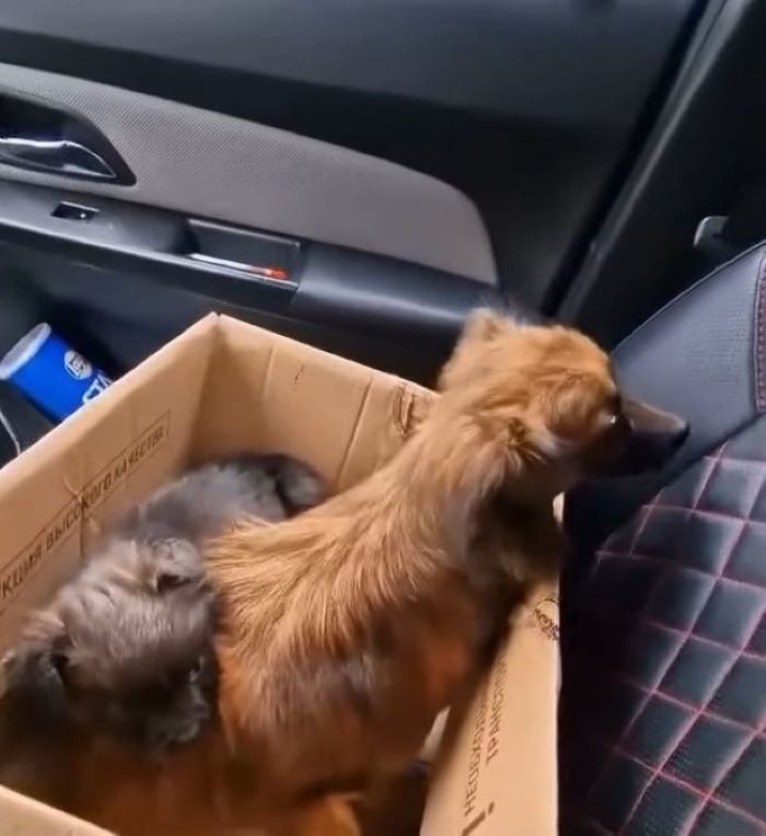 Not only did their health improve, but f...