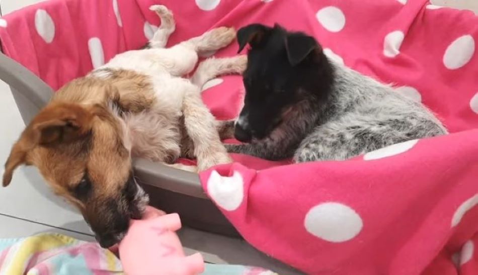 Extra image from article