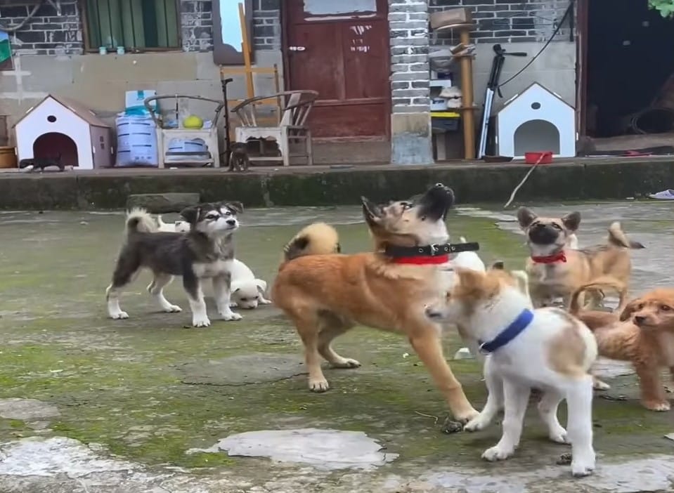 Extra image from article