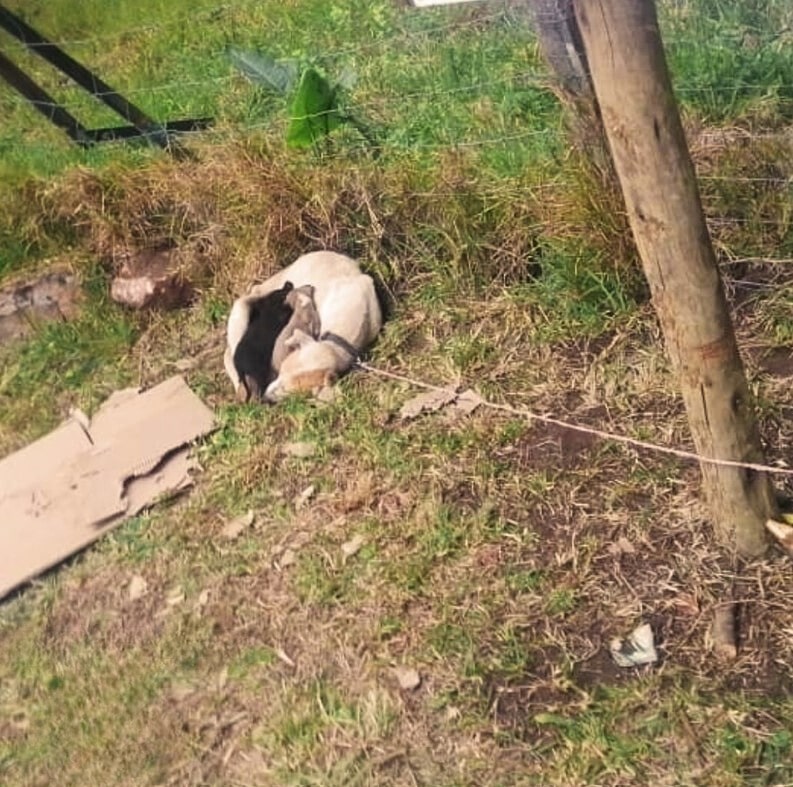 After the mother dog accepted help, the ...