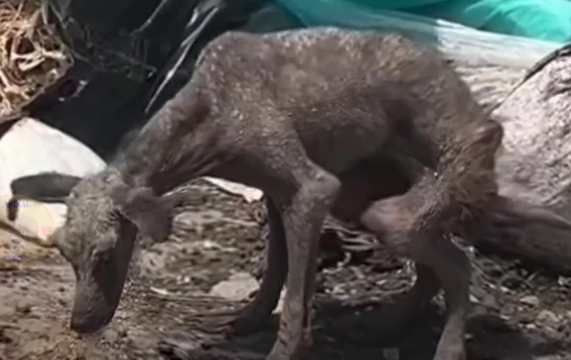 The once-downtrodden Perola flourished u...