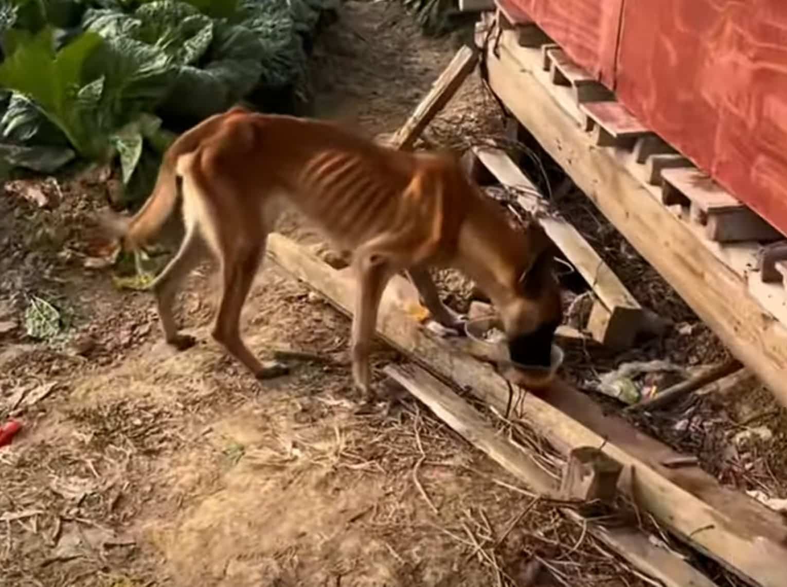 Key to her recovery was a specialized di...