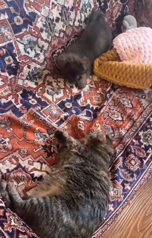 Extra image from article