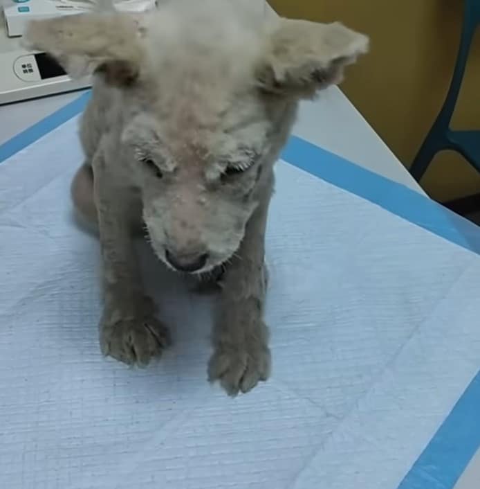 Extra image from article