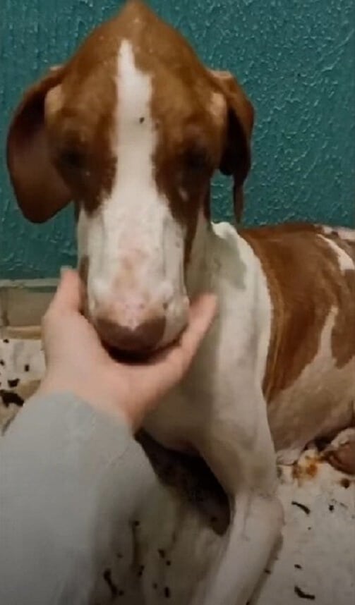 Determined to care for her, David and Va...