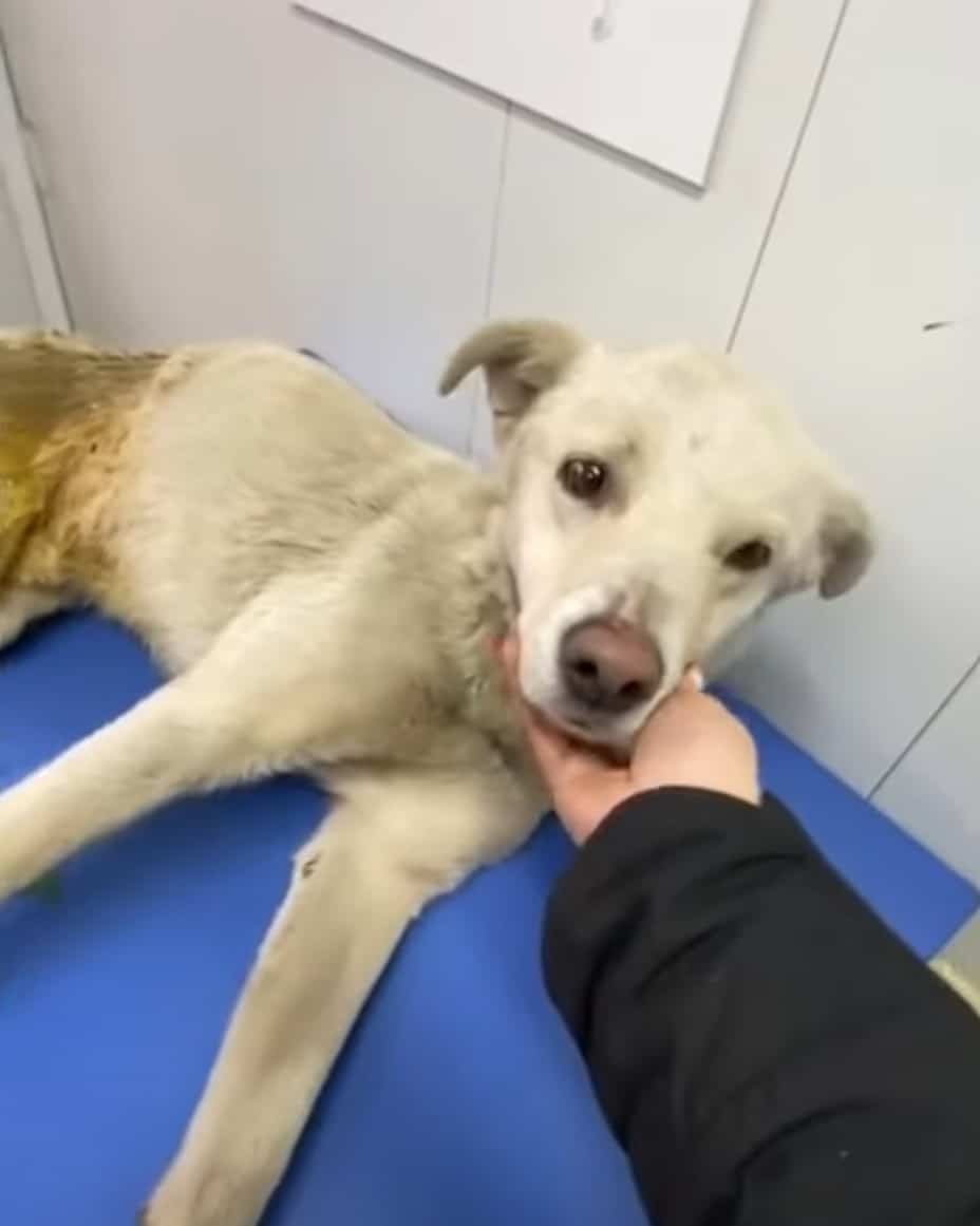 Extra image from article