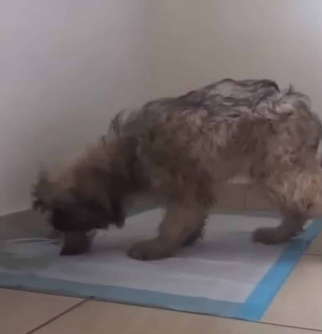 Extra image from article