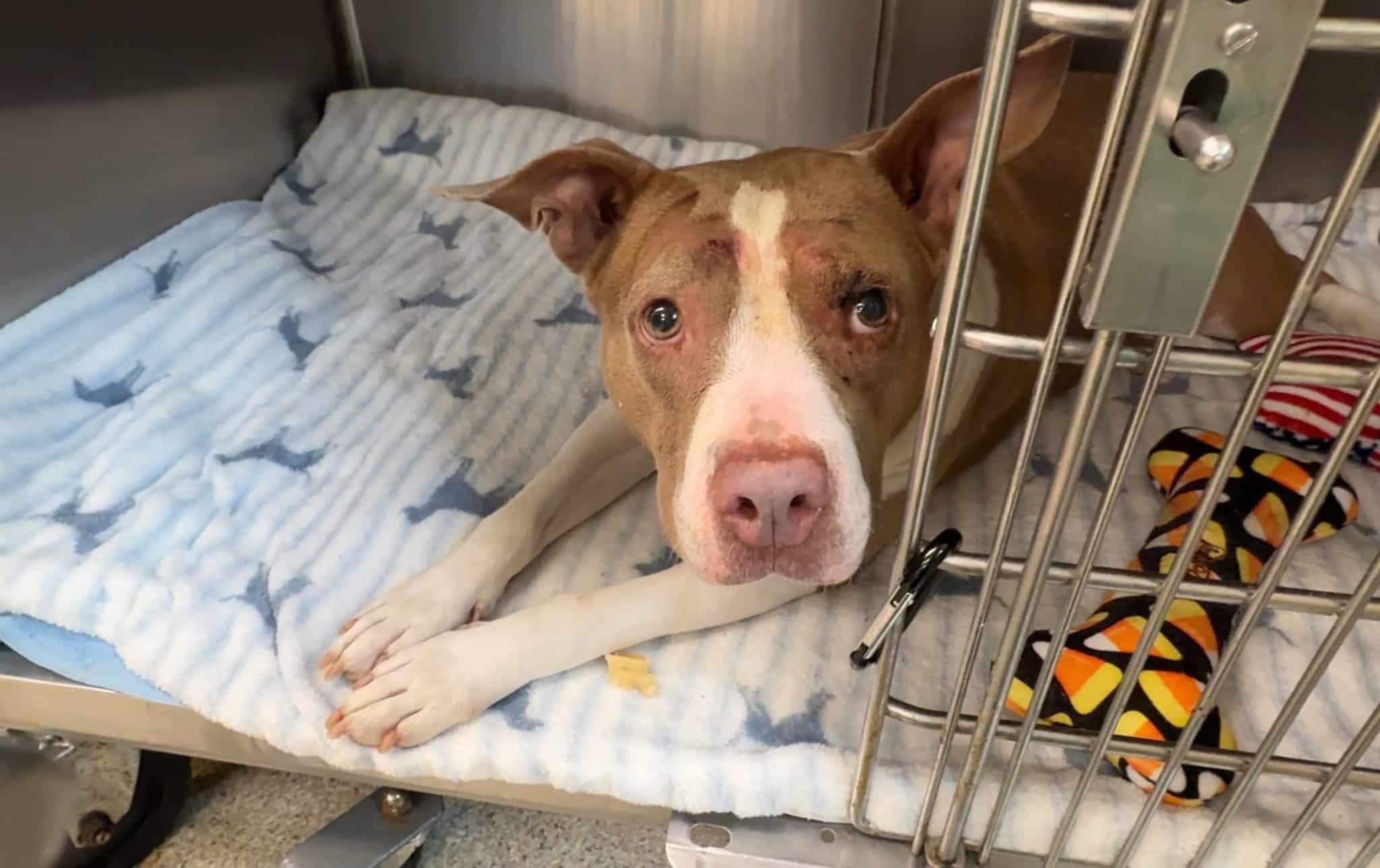 Extra image from article