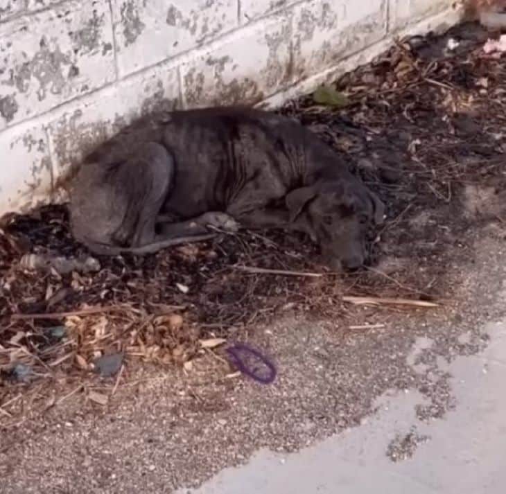 Extra image from article