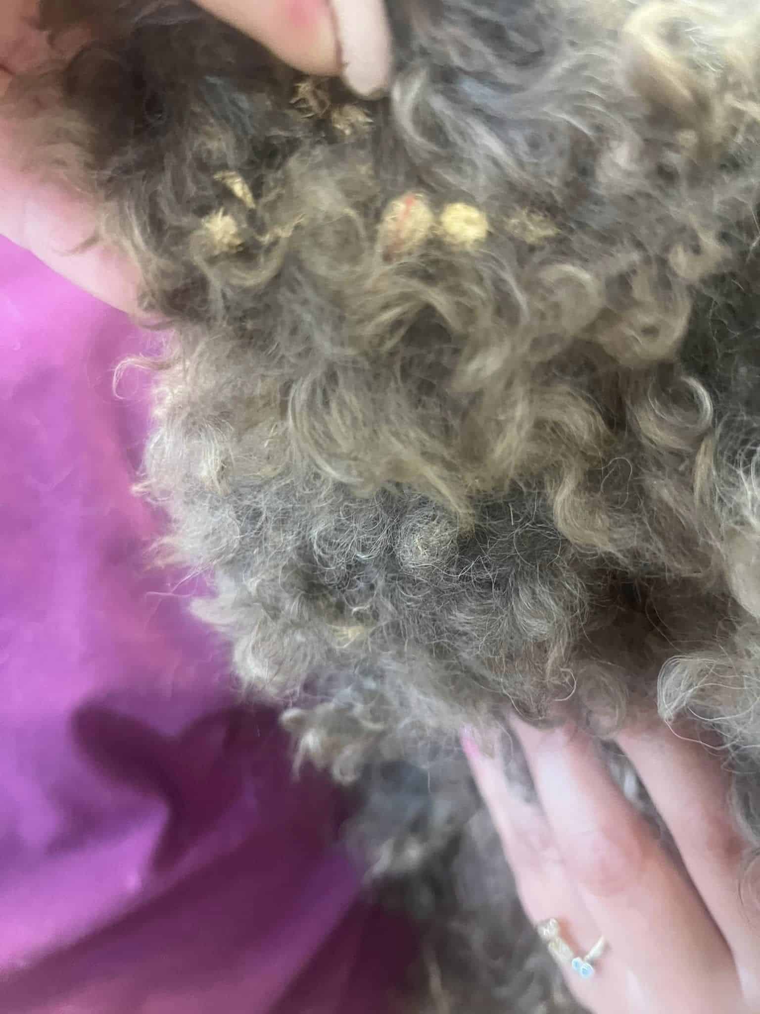 Extra image from article