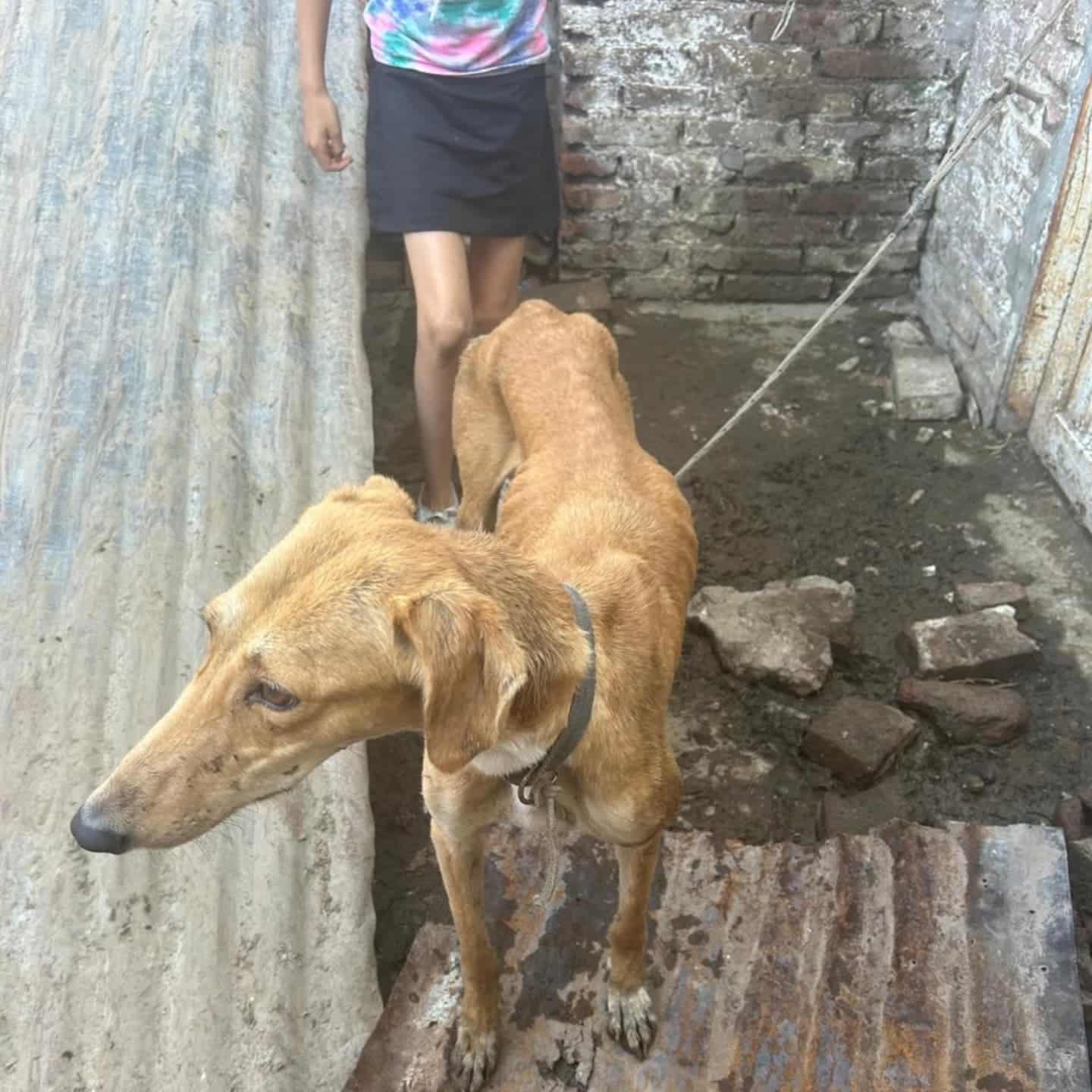 Extra image from article