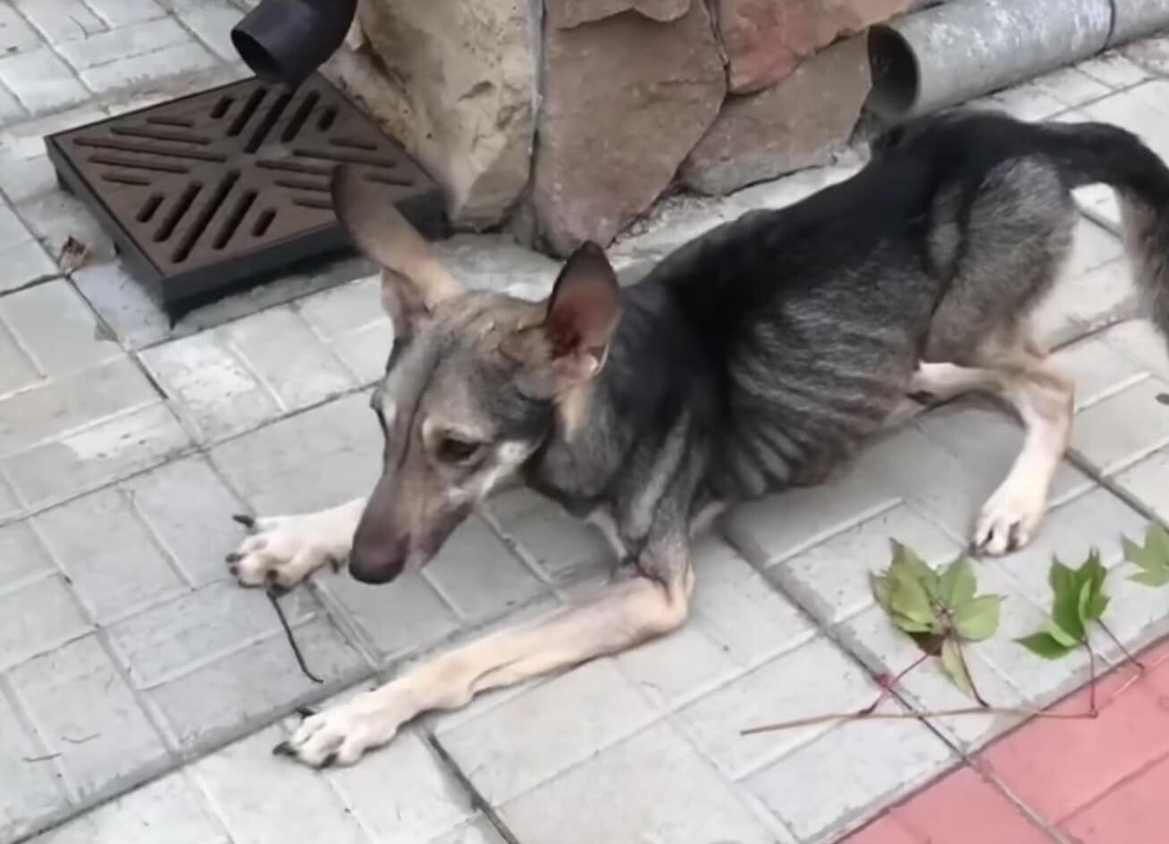 Extra image from article