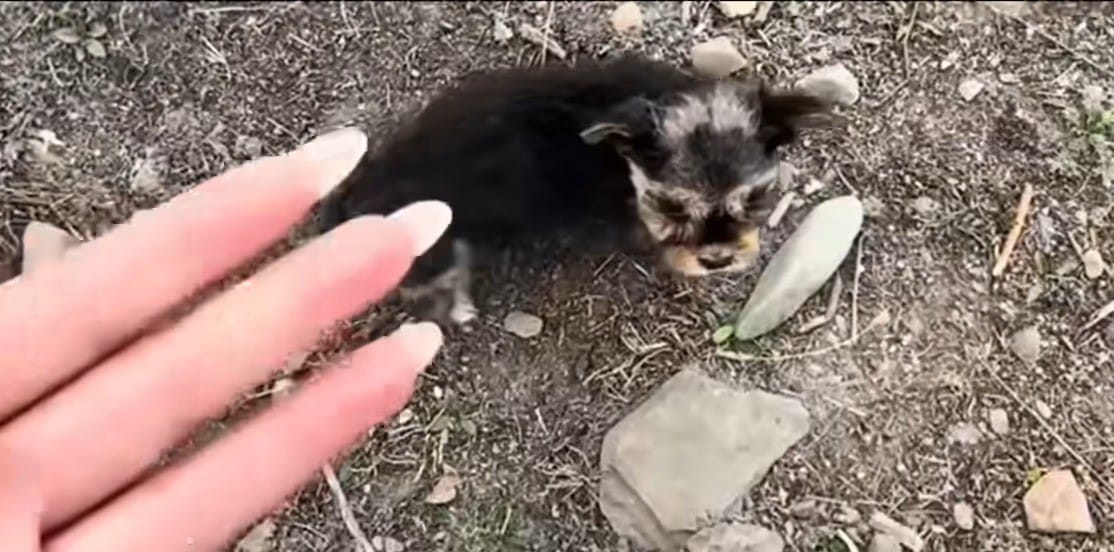 Extra image from article