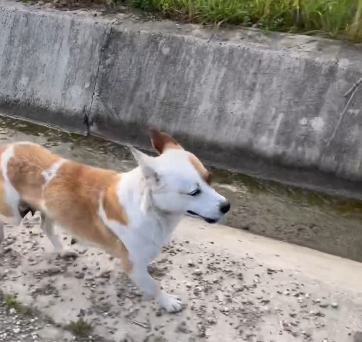 Extra image from article