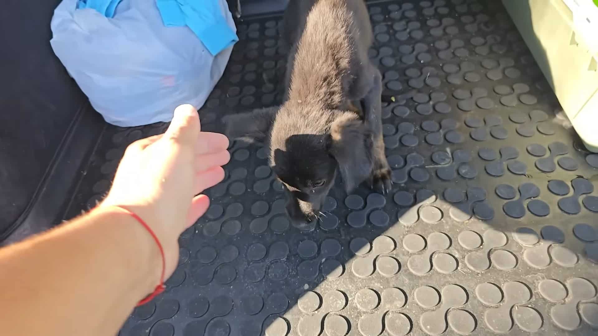 Extra image from article