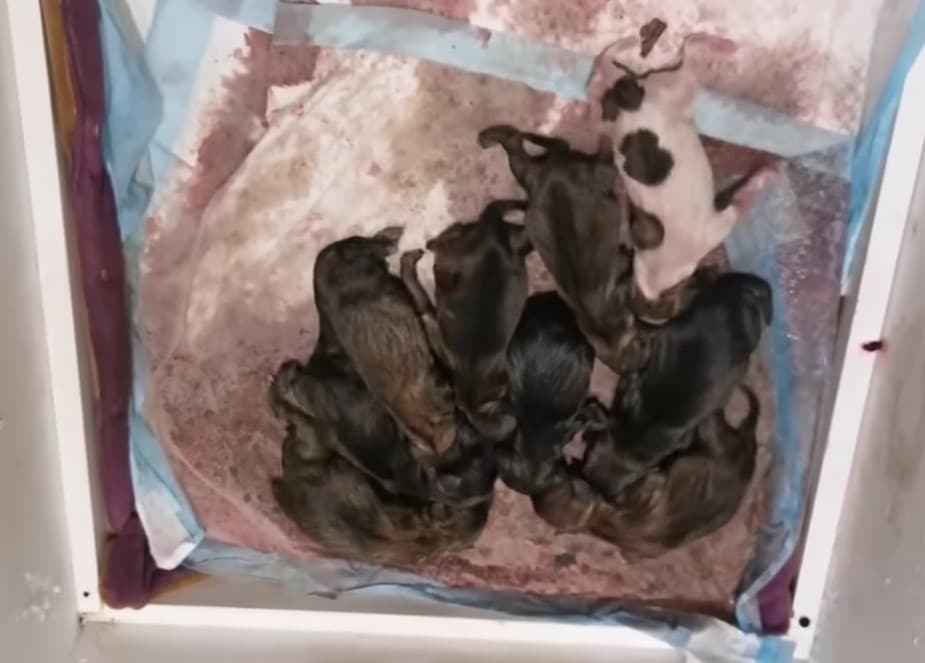 Extra image from article